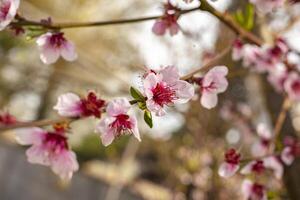 pesca fiori nel primavera foto