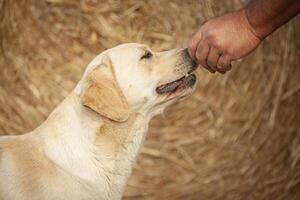 labrador cane ritratto foto