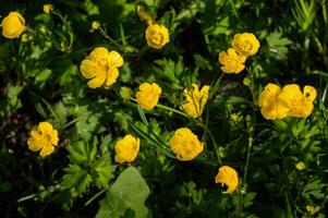ranuncolo è un' pungente, bellissimo luminosa giallo fiore su un' sfondo di verde fogliame. foto