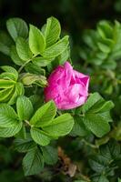 fiore di il cane rosa vicino su rosa canina. avvicinamento di rosa rosa canina fiori foto