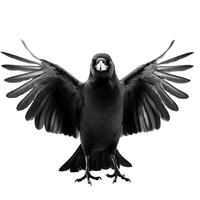realistico Corvo con diffusione Ali Immagine - dettagliato uccello fotografia isolato su bianca sfondo foto