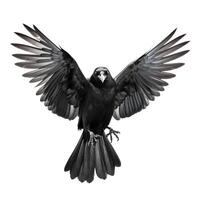 vicino su realistico Corvo con diffusione Ali - dettagliato corvo davanti Visualizza fotografia isolato su bianca sfondo foto