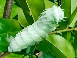 ritratto di un' verde bruco con spine su suo corpo posizionato su un' foglia. adatto per presentazioni, o educativo materiali. foto