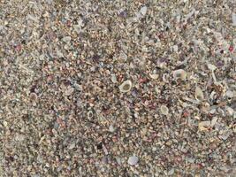 Marrone sabbioso suolo struttura con un' collezione di piccolo conchiglie su il spiaggia foto