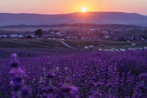 lavanda fiore campo. viola lavanda campo sanset vicino su. lavanda fiori nel pastello colori a sfocatura sfondo. natura sfondo con lavanda nel il campo. foto