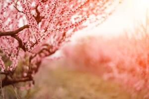 un' pesca fioriture nel il primavera giardino. bellissimo luminosa pallido rosa sfondo. un' fioritura albero ramo nel selettivo messa a fuoco. un' sognante romantico Immagine di primavera. atmosferico naturale sfondo foto