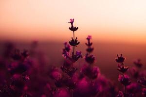 fioritura lavanda nel un' campo nel provenza. fantastico estate umore, floreale tramonto paesaggio di prato lavanda fiori. tranquillo, calmo luminosa e rilassante natura scenario. foto