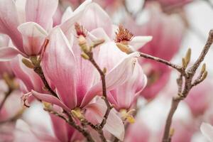 magnolia sulanjana fiori con petali nel il primavera stagione. bellissimo rosa magnolia fiori nel molla, selettivo messa a fuoco. foto