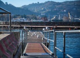 un' riga di bellissimo gabbiani seduta su il ponte al di sopra di il sfondo di ormeggiato Barche su il marina di il lago di Como. le persone. natura. animali. viaggio e turismo. famoso posti nel Italia, Lombardia foto