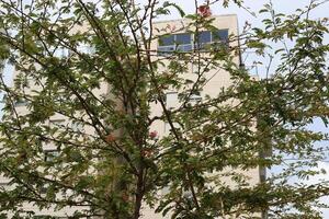 edifici e strutture nel tel aviv contro il sfondo di rami e le foglie di alto alberi. foto