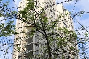 edifici e strutture nel tel aviv contro il sfondo di rami e le foglie di alto alberi. foto