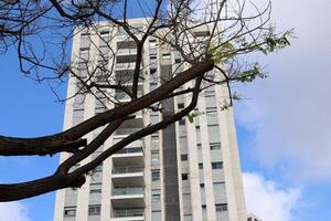 edifici e strutture nel tel aviv contro il sfondo di rami e le foglie di alto alberi. foto