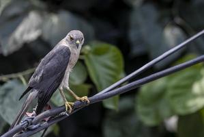 Shikra accipiter badius ritratto di un uccello mentre è seduto su un filo elettrico foto