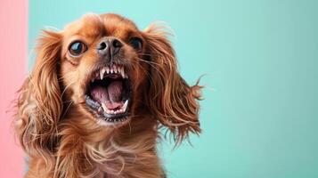 inglese giocattolo spaniel, arrabbiato cane scoprendo suo denti, studio illuminazione pastello sfondo foto