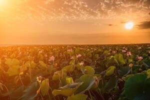 Alba nel il campo di fiori di loto, rosa loto nelumbo nucifera swa foto