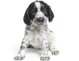 cane bianco e nero simpatici cuccioli seduti davanti che abbracciano il documentalista isolato su bianco. foto