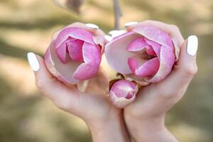 magnolia donna mani. ragazza Tenere fioritura magnolia fiori nel il parco nel primavera foto