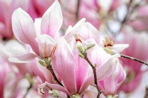 magnolia sulanjana fiori con petali nel il primavera stagione. bellissimo rosa magnolia fiori nel molla, selettivo messa a fuoco. foto