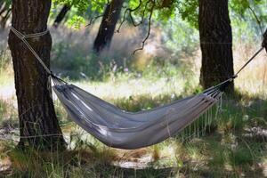 donna rilassante nel un' amaca Strung fra Due palma alberi, un' libro nel sua mano foto