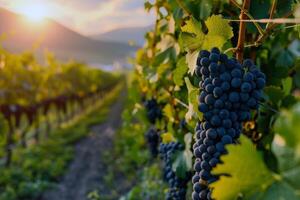 lussureggiante vigneto bagnata nel luce del sole con maturo frutta in attesa per essere raccolto nel il picco di estate foto