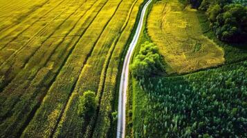 strada viaggio attraverso nazione strade, circondato di i campi di baciato dal sole colture nel il altezza di estate foto