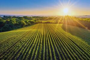 strada viaggio attraverso nazione strade, circondato di i campi di baciato dal sole colture nel il altezza di estate foto