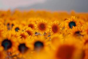 girasole campo allungamento come lontano come il occhio vedere, d'oro seof petali ondeggiante nel il estate brezza foto