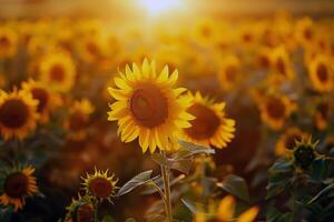 girasole campo allungamento come lontano come il occhio vedere, d'oro seof petali ondeggiante nel il estate brezza foto