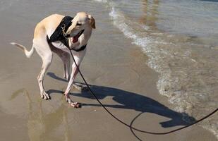 un' cane su un' camminare nel un' città parco su il sponde di il mediterraneo mare. foto