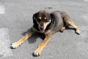 un' cane su un' camminare nel un' città parco su il sponde di il mediterraneo mare. foto