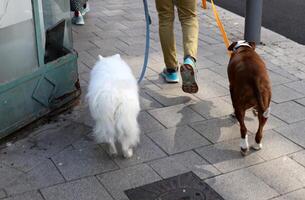 un' cane su un' camminare nel un' città parco su il sponde di il mediterraneo mare. foto