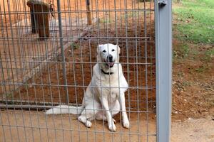 un' cane su un' camminare nel un' città parco su il sponde di il mediterraneo mare. foto