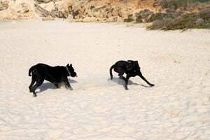 un' cane su un' camminare nel un' città parco su il sponde di il mediterraneo mare. foto