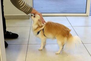 un' cane su un' camminare nel un' città parco su il sponde di il mediterraneo mare. foto