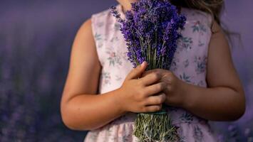 ragazza lavanda campo nel un' rosa vestito detiene un' mazzo di lavanda su un' lilla campo. aromaterapia concetto, lavanda olio, foto sparare nel lavanda