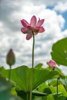 un' rosa loto fiore ondeggia nel il vento. contro il sfondo di loro verde le foglie. loto campo su il lago nel naturale ambiente. foto