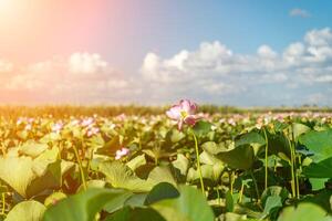 un' rosa loto fiore ondeggia nel il vento, nelumbo nucifera. contro il sfondo di loro verde le foglie. loto campo su il lago nel naturale ambiente. foto