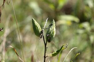 naturale verde astratto sfondo.albero rami e le foglie vicino su. foto