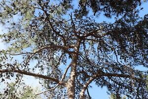 naturale verde astratto sfondo.albero rami e le foglie vicino su. foto