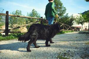 selettivo messa a fuoco su nero cane essere camminava di il suo famiglia su il natura foto