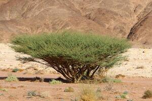 il giudea deserto nel il mezzo est, collocato nel Israele e il ovest banca. foto