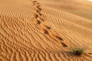 il giudea deserto nel il mezzo est, collocato nel Israele e il ovest banca. foto