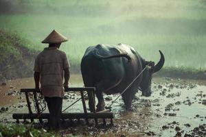 l'agricoltore thailandese nei terreni agricoli sta lavorando l'aratura con un bufalo, questa è la tradizione dell'agricoltore thailandese nelle zone rurali della Thailandia. foto