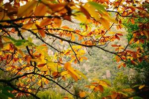 ramo di foglie d'autunno foto