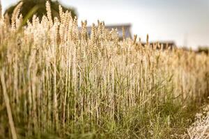 biologico maturo orzo picchi nel il campo foto