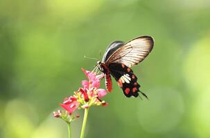 papilio iswara, grande Elena bellissimo nero farfalla su rosso fiori con verde sfocato sfondo. foto