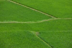 superiore Visualizza di terrazza riso campo a nan Provincia, Thailandia. foto