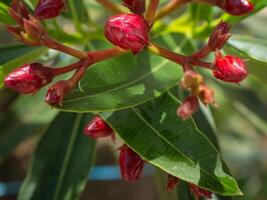 un' rosso fiore è di per fioritura nel il giardino, purificazione il aria foto