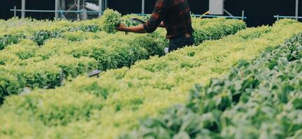 Due asiatico agricoltori ispezionando il qualità di biologico verdure cresciuto utilizzando idroponica. foto