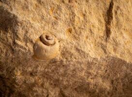 macro foto piccolo fossilizzato conchiglia nel calcare